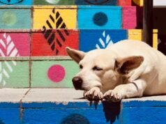 IFCE de Quixadá cria projeto de extensão voltado para bem-estar de gatos e cachorros residentes no campus