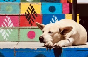 IFCE de Quixadá cria projeto de extensão voltado para bem-estar de gatos e cachorros residentes no campus