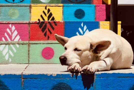 IFCE de Quixadá cria projeto de extensão voltado para bem-estar de gatos e cachorros residentes no campus