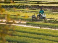 Limoeiro do Norte recebe o Coalizão Agro 2026 nos dias 17 e 18 de junho com programação gratuita voltada à inovação no campo