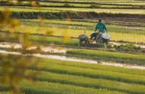 Limoeiro do Norte recebe o Coalizão Agro 2026 nos dias 17 e 18 de junho com programação gratuita voltada à inovação no campo