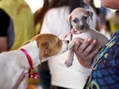Shopping de Fortaleza terá feira de adoção de animais neste sábado, 20