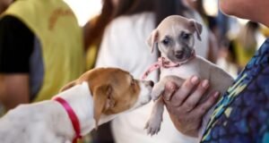 Shopping de Fortaleza terá feira de adoção de animais neste sábado, 20