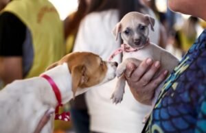 Shopping de Fortaleza terá feira de adoção de animais neste sábado, 20