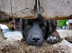 Justiça do Ceará manda plataformas retirar conteúdos de violência contra animais