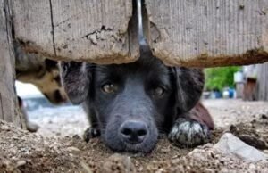Justiça do Ceará manda plataformas retirar conteúdos de violência contra animais