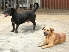 MPCE recomenda que Prefeitura de Ocara adote medidas para assistência a animais em abrigo informal