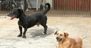 MPCE recomenda que Prefeitura de Ocara adote medidas para assistência a animais em abrigo informal