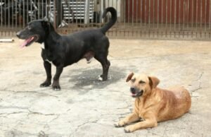 MPCE recomenda que Prefeitura de Ocara adote medidas para assistência a animais em abrigo informal