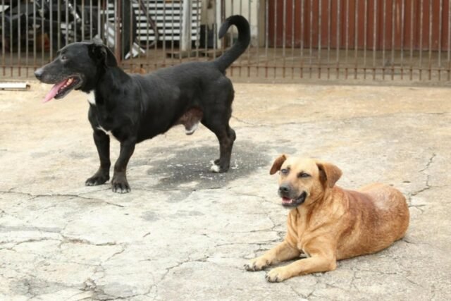 Cães - Abrigo