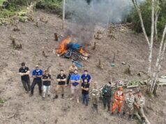 Nova plantação de maconha é descoberta no Ceará e destruída pelas forças de segurança