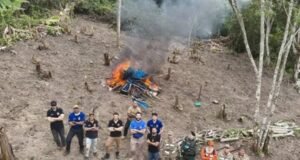 Nova plantação de maconha é descoberta no Ceará e destruída pelas forças de segurança