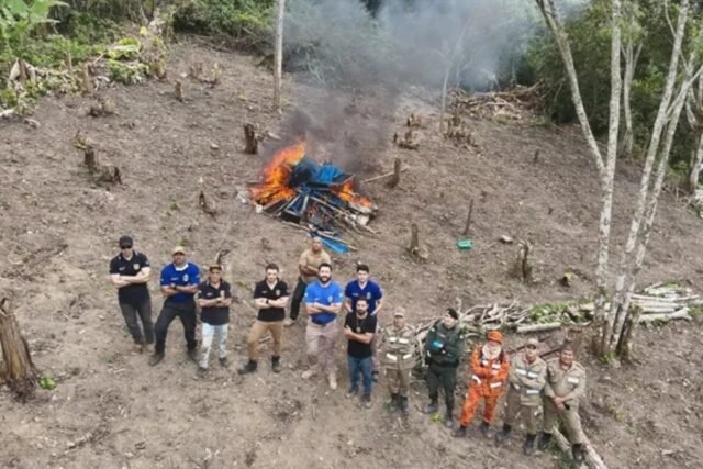 Incineração de plantio de maconha em Redenção