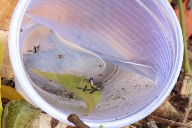 Mosquito Chikungunya