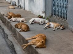 STF determina que prefeituras garantam proteção a cães e gatos abandonados