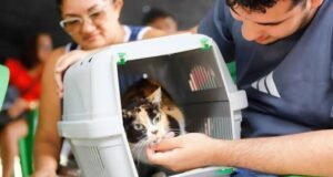 Castração e atendimento veterinário gratuitos em Fortaleza começam hoje, 14, e seguem até 25 de julho