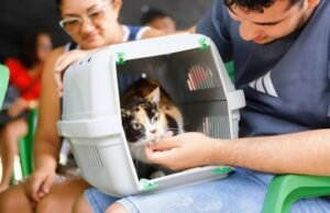 Castração e atendimento veterinário gratuitos em Fortaleza começam hoje, 14, e seguem até 25 de julho
