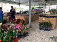 Feira de Flores Holambra chega a Fortaleza com mais de 200 espécies e plantas a partir de R$ 5