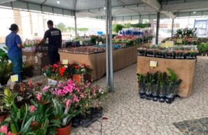 Feira de Flores Holambra chega a Fortaleza com mais de 200 espécies e plantas a partir de R$ 5