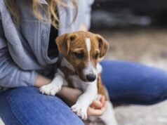 Grand Shopping promove feira de adoção de pets neste sábado, 8