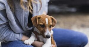 Grand Shopping promove feira de adoção de pets neste sábado, 8
