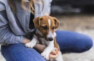Grand Shopping promove feira de adoção de pets neste sábado, 8