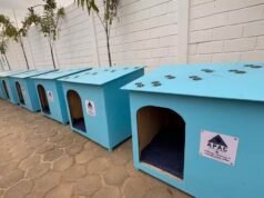 Projeto une ressocialização e proteção animal com produção de abrigos para cães e gatos em Lagoa da Prata