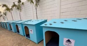 Projeto une ressocialização e proteção animal com produção de abrigos para cães e gatos em Lagoa da Prata