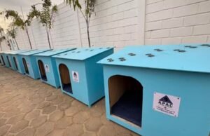 Projeto une ressocialização e proteção animal com produção de abrigos para cães e gatos em Lagoa da Prata