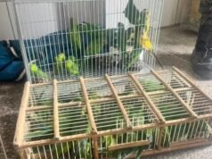 Operação apreende 205 animais silvestres e aplica R$ 329,6 mil em multas na Feira da Parangaba