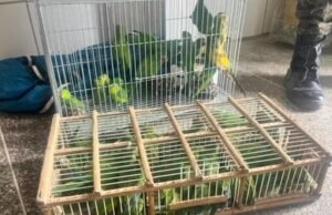 Operação apreende 205 animais silvestres e aplica R$ 329,6 mil em multas na Feira da Parangaba