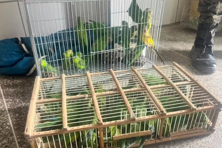Animais silvestres - Parangaba