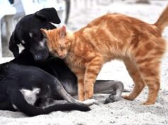 Estatuto dos Cães e Gatos é aprovado pela CCJ do Senado