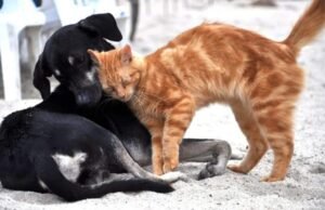 Estatuto dos Cães e Gatos é aprovado pela CCJ do Senado