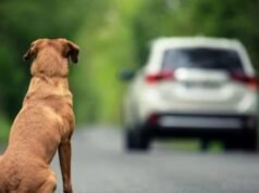 Câmara aprova suspensão e até cassação da CNH para motorista que abandonar animal usando veículo