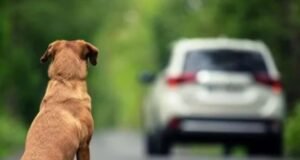 Câmara aprova suspensão e até cassação da CNH para motorista que abandonar animal usando veículo