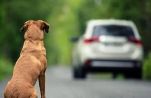 Câmara aprova suspensão e até cassação da CNH para motorista que abandonar animal usando veículo