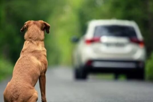 Câmara aprova suspensão e até cassação da CNH para motorista que abandonar animal usando veículo