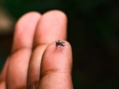 Ceará passa de 11 mil casos de dengue em 2026 e 34 municípios estão em situação de risco
