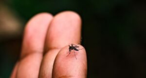 Ceará passa de 11 mil casos de dengue em 2026 e 34 municípios estão em situação de risco