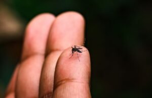 Ceará passa de 11 mil casos de dengue em 2026 e 34 municípios estão em situação de risco