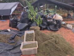 Acusados de manter plantação de maconha em Acopiara são denunciados pelo MPCE