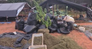 Acusados de manter plantação de maconha em Acopiara são denunciados pelo MPCE