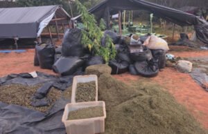 Acusados de manter plantação de maconha em Acopiara são denunciados pelo MPCE