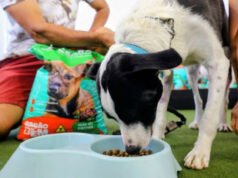 Programa de Choró fornece ração a cuidadores voluntários de cães e gatos abandonados