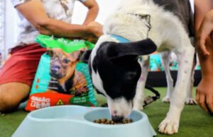 Programa de Choró fornece ração a cuidadores voluntários de cães e gatos abandonados